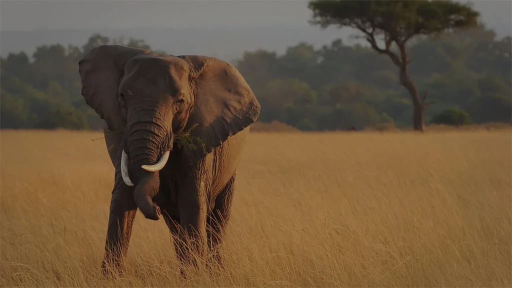 User-provided image: 67ed3541490a05cfa321137a_2.jpg